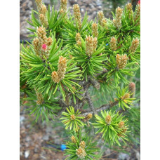 Сосна Банкса (Pinus Banksiana)