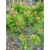 Сосна Банкса (Pinus Banksiana)