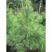 Сосна густа (Pinus densata)
