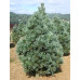 Сосна мяка Флексіліс (Pinus Flexilis)