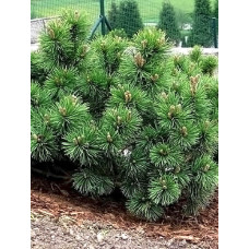 Сосна гірська Монтана (Pinus mugo Montana)