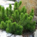 Сосна гірська Ротундата (Pinus mugo var Rotundata)