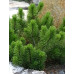 Сосна гірська Ротундата (Pinus mugo var Rotundata)