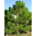 Сосна жовта Мексиканська (Pinus Patula)