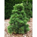 Сосна Румелійська (Pinus Peuce)