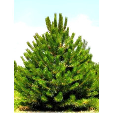 Сосна Звичайна (Pinus sulvestris)
