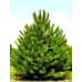 Сосна Звичайна (Pinus sulvestris)