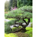 Сосна Табуліформіс (Pinus Tabuliformis)