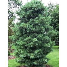 Сосна Кедрова Корейська (Pinus Koraiensis)