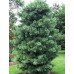 Сосна Кедрова Корейська (Pinus Koraiensis)