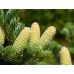 Ялиця Манжурська (Abies holophulla)
