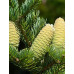 Ялиця Манжурська (Abies holophulla)