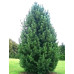 Сосна кедрова Сибірська (Pinus sibirica)