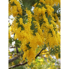 Мімоза (акація срібна) (Acacia dealbata)