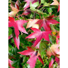 Клен усічений Бунге (Acer Truncatum Bunge)