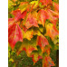 Клен бургера (Acer buergerianum)