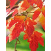 Клен сірий (Acer griseum)
