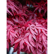 Клен пальмолистий Атропорпуреум (Acer palmatum Atropurpureum)
