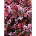 Барбарис тунберга Еректа (Berberis thunbergii)