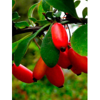 Барбарис звичайний їстівний (Berberis vulgaris)