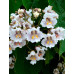 Катальпа бігнонієвидна (Catalpa bignonioides)