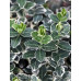 Бересклет Форчуна Емеральд Гаєті (Euonymus fortunei Emerald Gaiety)