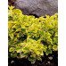 Бересклет Форчуна Эмеральд Голд (Euonymus fortunei Emerald Gold)