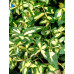 Бересклет Форчуна Санспот (Euonymus fortunei Sunspot)