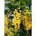 Бобовник альпійський (Laburnum alpinum)