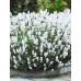Лаванда біла Арктік Сноу (Lavandula Arctic Snow)