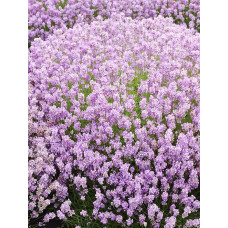 Лаванда вузьколиста розова (Lavandula angustifolia Rosea)