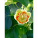 Ліріодендрон тюльпановий Тюльпанове дерево (Liriodendron tulipifera)
