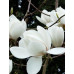 Магнолія оголена (Magnolia denudata)