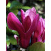 Магнолія лілієквіткова (Magnolia liliflora)