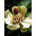 Магнолія оберненояйцевидна (Magnolia obovata Thunb)