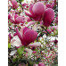 Магнолія Суланжа  (Magnolia soulangeana)