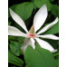 Магнолія трепелюсткова (Magnolia tripetala)