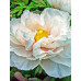 Піон деревовидний   (Paeonia suffruticosa)