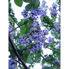 Павловнія імператорська (Paulownia Tomentosa)