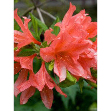 Рододендрон японський (Rhododendron japonicum)