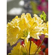 Рододендрон жовтий Моле (Rhododendron molle G.Don)