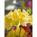 Рододендрон жовтий Моле (Rhododendron molle G.Don)