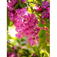 Акація кущова робінія (Robinia hispida)