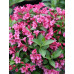 Вейгела Мінует (Weigela Minuet)