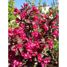 Вейгела темнорозова (Weigela-Dark-Pink)