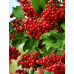 Калина звичайна Viburnum opulus