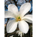Магнолія Кобус (Magnolia Kobus)